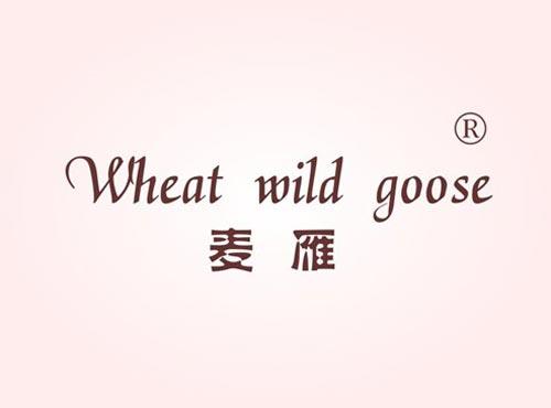 麦雁 WHEAT WILD GOOSE