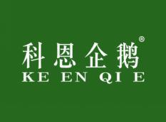 科恩企鹅KEENQIE