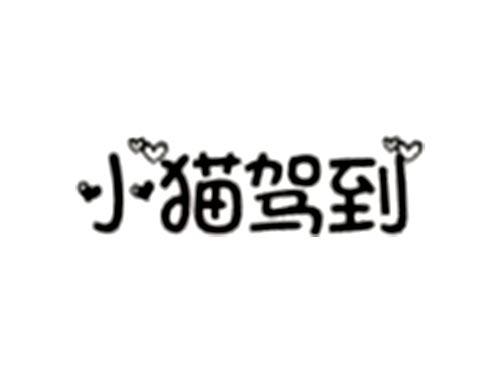小猫驾到